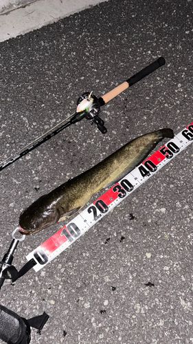 ナマズの釣果