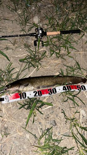 ナマズの釣果