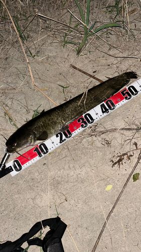 ナマズの釣果