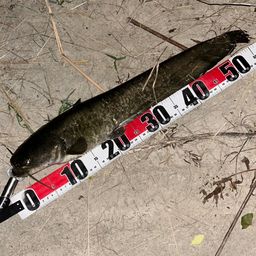 ナマズ