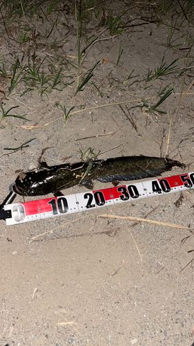 ナマズの釣果