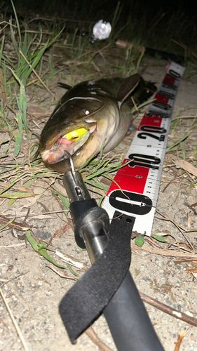 ナマズの釣果