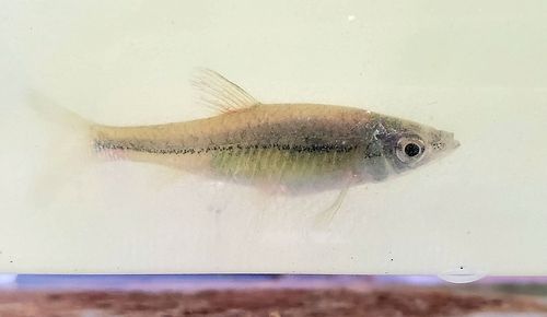 モツゴの釣果