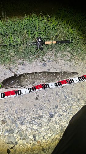 ナマズの釣果