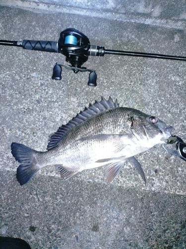 チヌの釣果