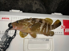 キジハタの釣果