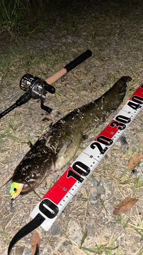 ナマズの釣果