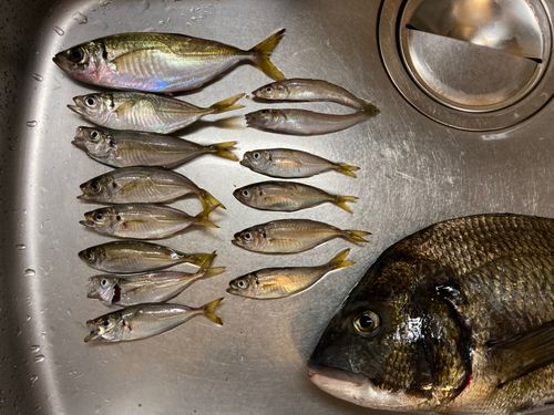 アジの釣果
