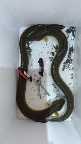 ウナギの釣果