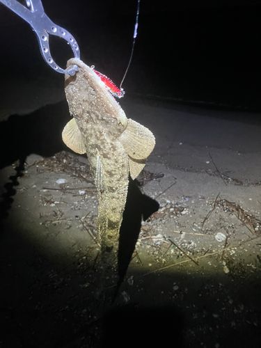 マゴチの釣果