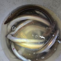 アナゴ