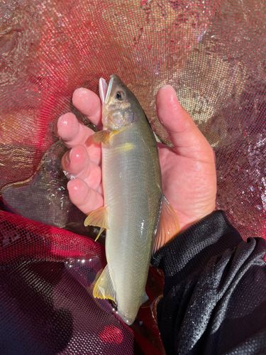 アユの釣果