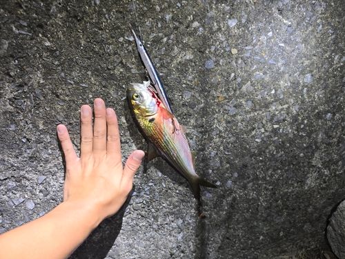 コノシロの釣果