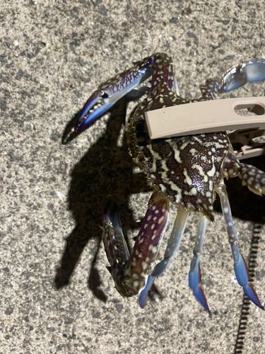 ワタリガニの釣果