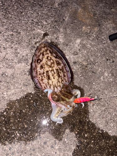 モンゴウイカの釣果
