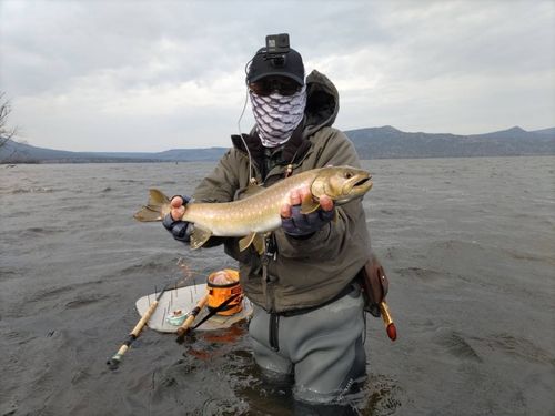 アメマスの釣果