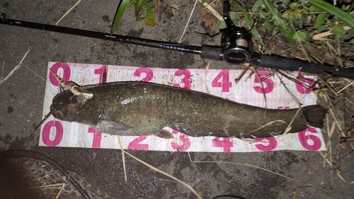 ナマズの釣果