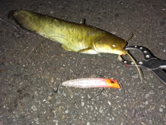 ナマズの釣果