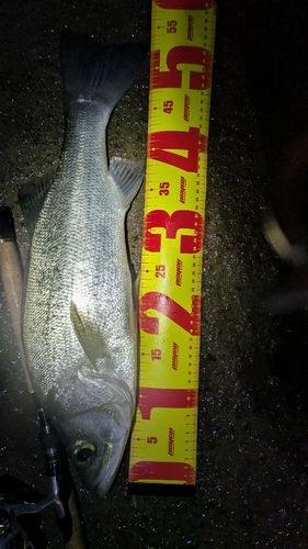 ヒラスズキの釣果
