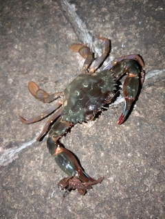 イシガニの釣果