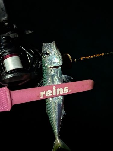 マサバの釣果