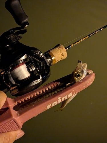 マアジの釣果