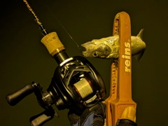 セイゴ（マルスズキ）の釣果