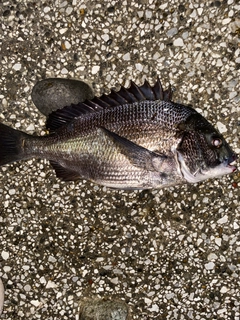 クロダイの釣果