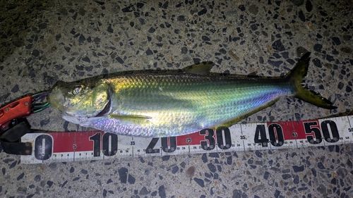 ヒラの釣果