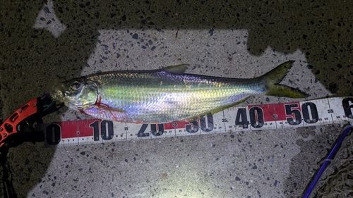 ヒラの釣果