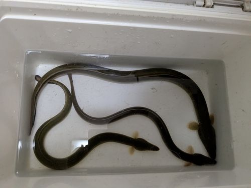 ウナギの釣果