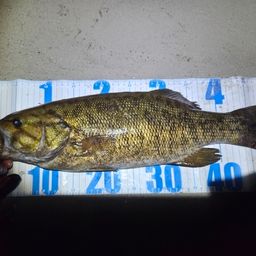 スモールマウスバス