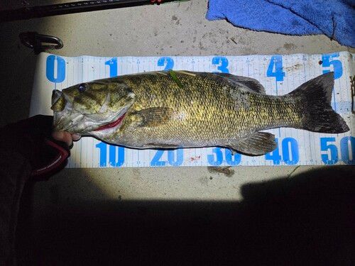 スモールマウスバスの釣果