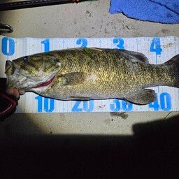 スモールマウスバス