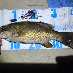 スモールマウスバス