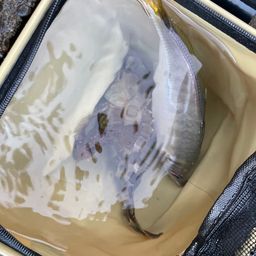 アジ