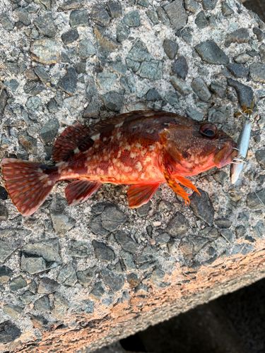 カサゴの釣果