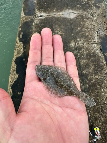 キスの釣果