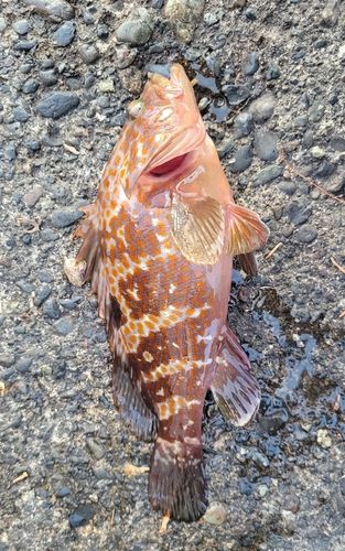 キジハタの釣果