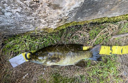 スモールマウスバスの釣果