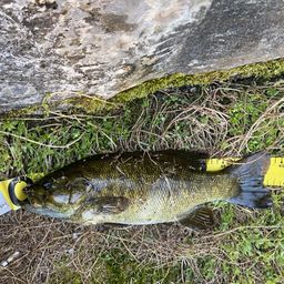 スモールマウスバス