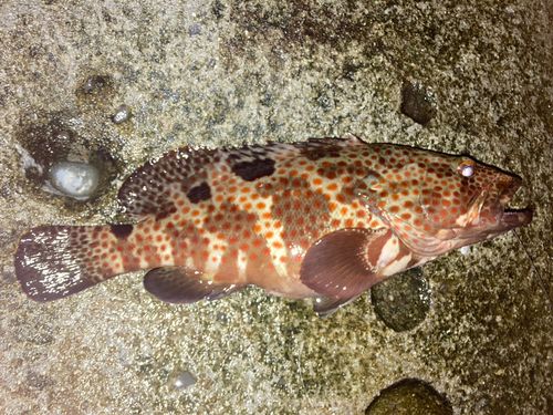 ハタの釣果