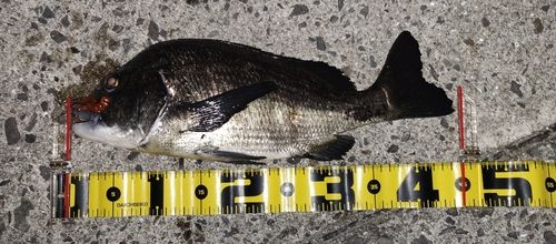 クロダイの釣果