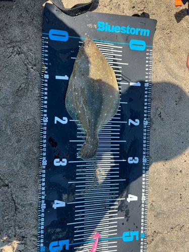 ヒラメの釣果