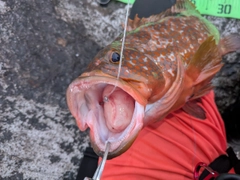 キジハタの釣果