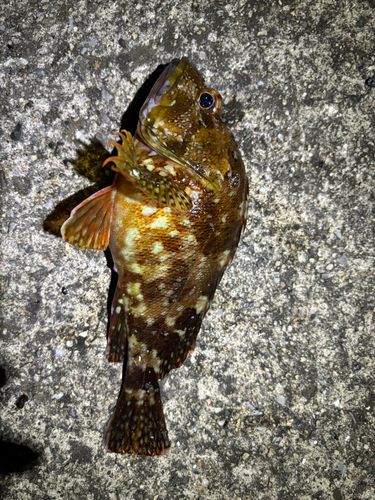 カサゴの釣果