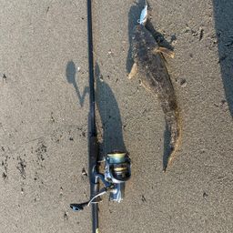 マゴチ