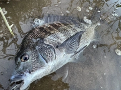 チヌの釣果