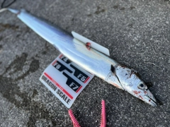 タチウオの釣果