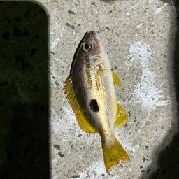 クロホシフエダイ